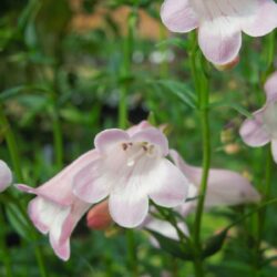 Penstemon Apple Blossom