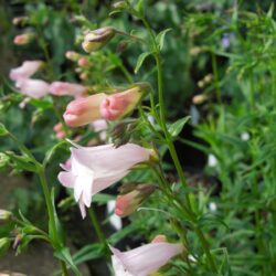 Penstemon Apple Blossom