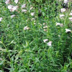 Penstemon Apple Blossom