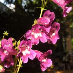 Penstemon Raven