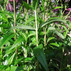 Penstemon Raven