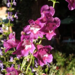 Penstemon Raven