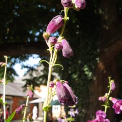 Penstemon Raven