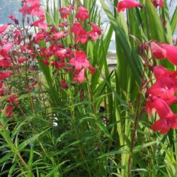 Penstemon Shönholzeri