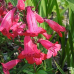 Penstemon Shönholzeri