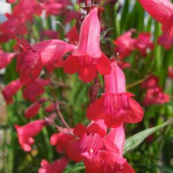 Penstemon Shönholzeri