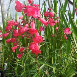 Penstemon Shönholzeri