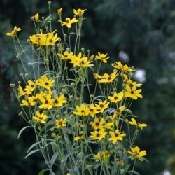 Coreopsis tripteris