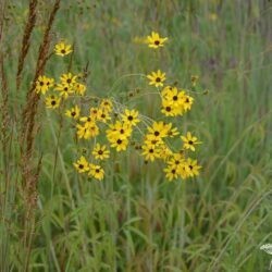 Coreopsis tripteris