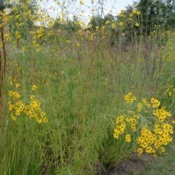 Coreopsis tripteris