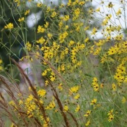 Coreopsis tripteris