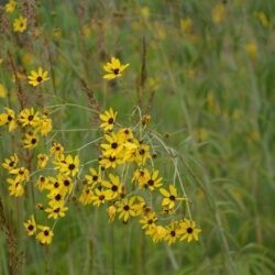 Coreopsis tripteris