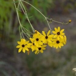 Coreopsis tripteris