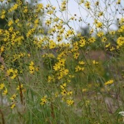 Coreopsis tripteris