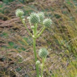 Eryngium yuccifolium