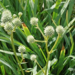 Eryngium yuccifolium