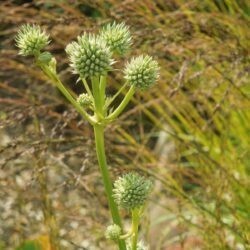 Eryngium yuccifolium