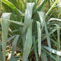 Eryngium yuccifolium