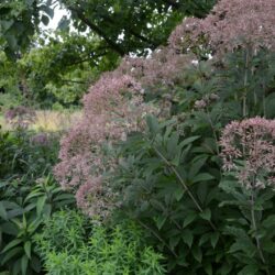 Eupatorium fistulosum