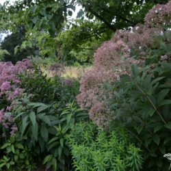 Eupatorium fistulosum