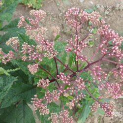 Eupatorium maculatum Atropurpureum