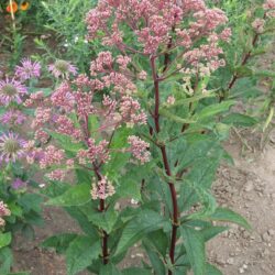 Eupatorium maculatum Atropurpureum