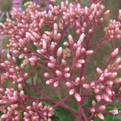 Eupatorium maculatum Atropurpureum