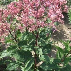 Eupatorium maculatum Atropurpureum