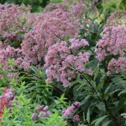 Eupatorium maculatum Riesenschirm