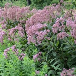 Eupatorium maculatum Riesenschirm