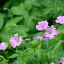 Geranium x oxonianum Hollywood