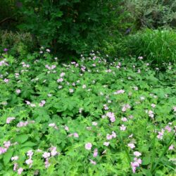 Geranium x oxonianum Hollywood