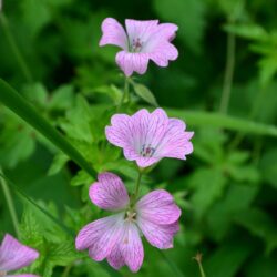 Geranium x oxonianum Hollywood