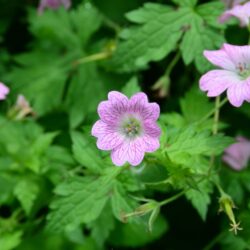 Geranium x oxonianum Hollywood