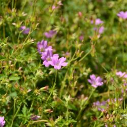 Geranium x oxonianum f. thurstonianum Southcombe Star