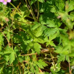 Geranium x oxonianum f. thurstonianum Southcombe Star