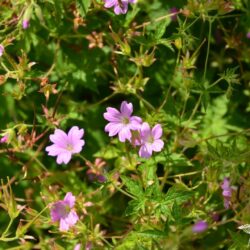 Geranium x oxonianum f. thurstonianum Southcombe Star