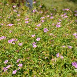 Geranium x oxonianum f. thurstonianum Southcombe Star