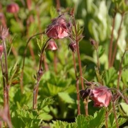 Geum Bell Bank