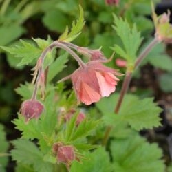 Geum Bell Bank