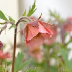 Geum Bell Bank