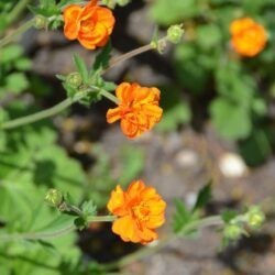 Geum Dolly North