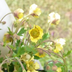 Geum Farmer John Cross