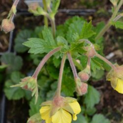 Geum Farmer John Cross