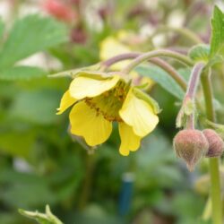 Geum Farmer John Cross