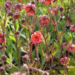 Geum Flames of Passion