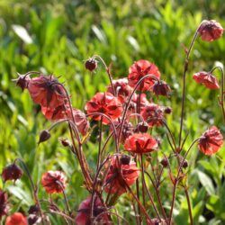 Geum Flames of Passion