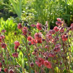 Geum Flames of Passion