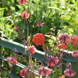 Geum Flames of Passion