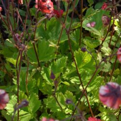 Geum Flames of Passion